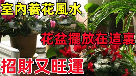 鴻運當頭花風水